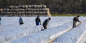 EXCL Crops could be ‘left to rot’ during coronavirus outbreak due to shortage of overseas workers, MPs warn