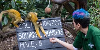 Boris Johnson says safari parks and zoos to reopen in latest lockdown easing move