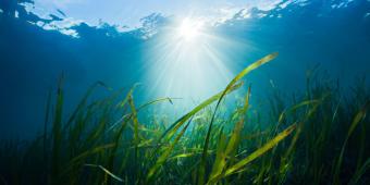 Ocean-based solutions are vital to reaching net-zero by 2050