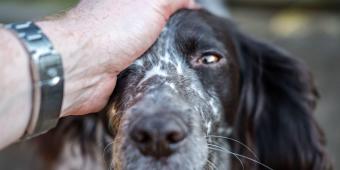 Justice will finally be done for abused animals