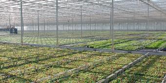 How the billion pound horticulture industry can become a post-Brexit success story