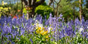 Grow Back Better: Back us to grow green jobs and tackle climate change says UK horticulture industry