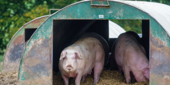 Pig Culling Set To Continue Into December As Temporary Butchers Wait To Start Work