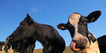 Should the government be urging us to eat less meat to combat climate change?