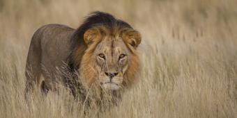 We cannot afford any further delay to ban on trophy hunting imports