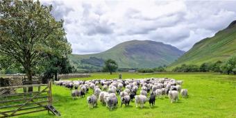 Government Accused Of 'Blind Optimism' Over Post-Brexit Farming Plans