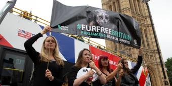 Action for animals overseas would speak louder than words