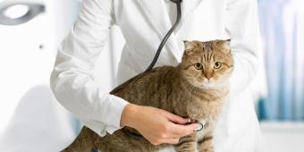Why Future-Proofing Britain’s Veterinary Sector is Key to Animal Health and Welfare
