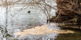 We must step up regulation of water companies to clean up our rivers and seas