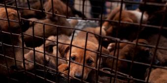 Decision to scrap Animal Welfare Bill is deeply disappointing