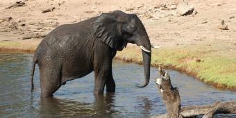 When it comes to endangered wildlife, don’t license to kill