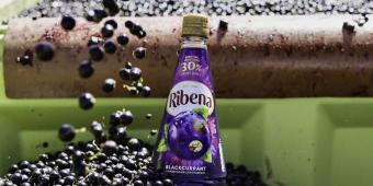 The humble British blackcurrant: a supply-chain success story