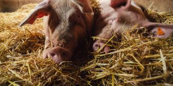 UK pig farmer says farrowing crates can no longer be justified and calls for a ban