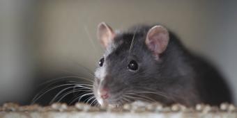 England bans public use of inhumane rodent glue traps but animal charity warns consumers against accidental law breaking, as traps still available for purchase in shops