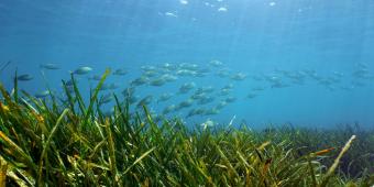 We can enhance biodiversity and accelerate offshore wind at the same time