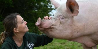 MP inbox full of puppies, pigs and pangolins? We can help!