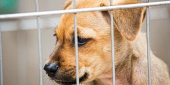 Tackling Puppy Smuggling: A Crucial Step for Animal Welfare