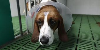 Cruelty Free International disappointed at government stance on use of dogs in science
