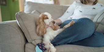 Pet deposits risk undermining the government's support for pet-owning renters