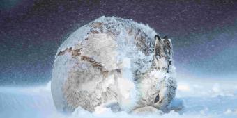'Hares In UK Culture, Ecology And History': Baroness Helic On A Show Highlighting The Plight Of These 'Magical' Creatures