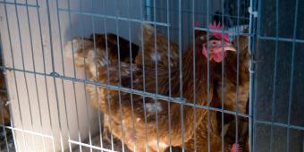 It’s time to end the cruelty of the ‘cage age’ for egg-laying hens