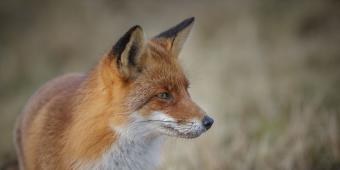 Labour can finish the job on fox hunting