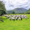 Government Accused Of 'Blind Optimism' Over Post-Brexit Farming Plans