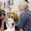 Veterinary Medicines Discontinuation in Northern Ireland Threatens Health