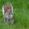 Government Urged To Boost Support For Killing 'Menace' Grey Squirrels