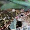Come unstuck: why Britain’s glue trap laws need fixing