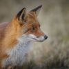 Labour can finish the job on fox hunting