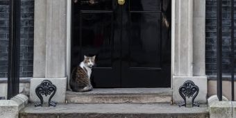 Will Larry the cat be celebrating bold new laws for animals at the Queen's Speech?