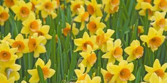 HTA’s calls for increase in seasonal worker visas granted by Defra