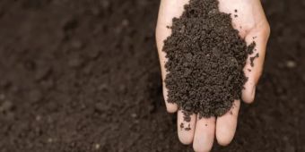 HTA response to the launch of the Scottish Government’s peat consultation
