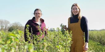 Ribena launches pilot to reduce greenhouse gas emissions from blackcurrant growing