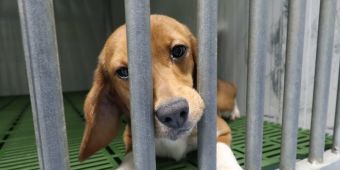 Cruelty Free International calls for 2025 to be a ‘turning point’ for animal testing