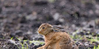 A closed season to protect pregnant hares was promised – where is the legislation?