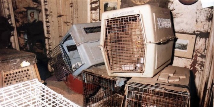 The Government May Not Deliver Its Pledge To Bring In Tougher Prison Sentences For Those Convicted Of Cruelty To Animals The Government May Not Deliver Its Pledge To Bring In Tougher Prison Sentences For Those Convicted Of Cruelty To Animals