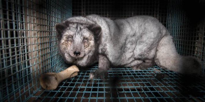As we 'take back control', let's use that to stop the cruel and dangerous fur trade As we 'take back control', let's use that to stop the cruel and dangerous fur trade