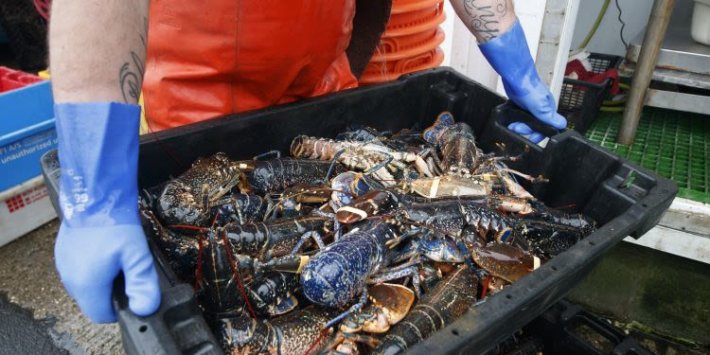 Fish Exports To The EU Collapsed By 83% In January According To 'Grim' Post-Brexit Figures