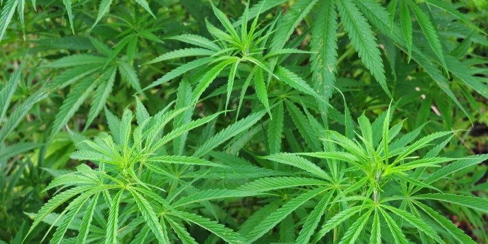 Government must intervene as the UK’s medical cannabis crisis reaches breaking point