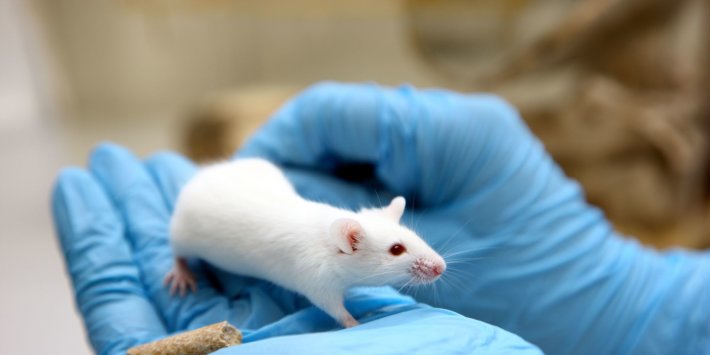 UK must seize this opportunity to end animal testing UK must seize this opportunity to end animal testing
