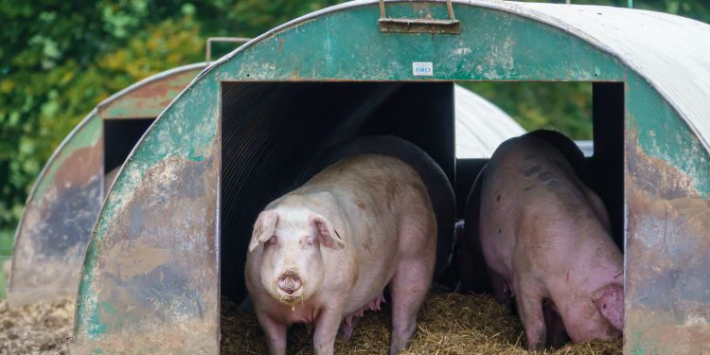 Pig Culling Set To Continue Into December As Temporary Butchers Wait To Start Work