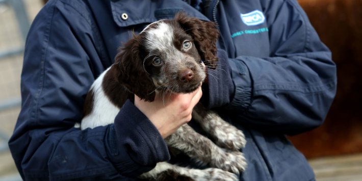Two hundred years of animal welfare legislation is something to celebrate Two hundred years of animal welfare legislation is something to celebrate