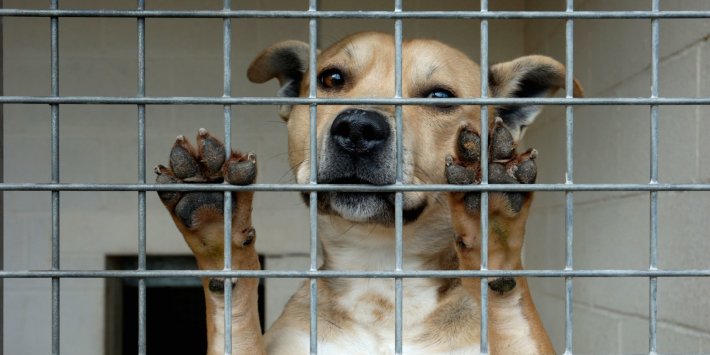 Chris Sherwood: Celebrating two centuries of animal welfare law Chris Sherwood: Celebrating two centuries of animal welfare law