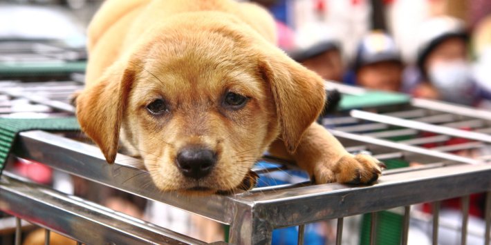 It's time to end puppy smuggling and bring back the Kept Animals Bill It's time to end puppy smuggling and bring back the Kept Animals Bill