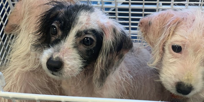 Why we need to get the Kept Animals Bill over the line Why we need to get the Kept Animals Bill over the line