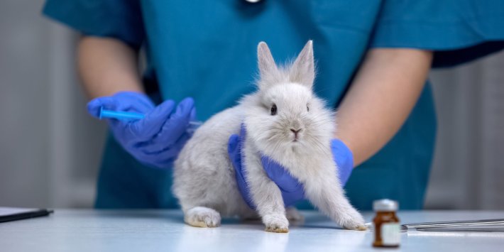 Human-focused research is transforming medicine and challenging animal testing