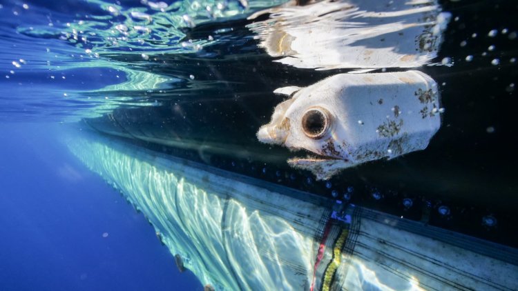 The sea is not a waste dump. We must back Government legislation to help clean up our oceans