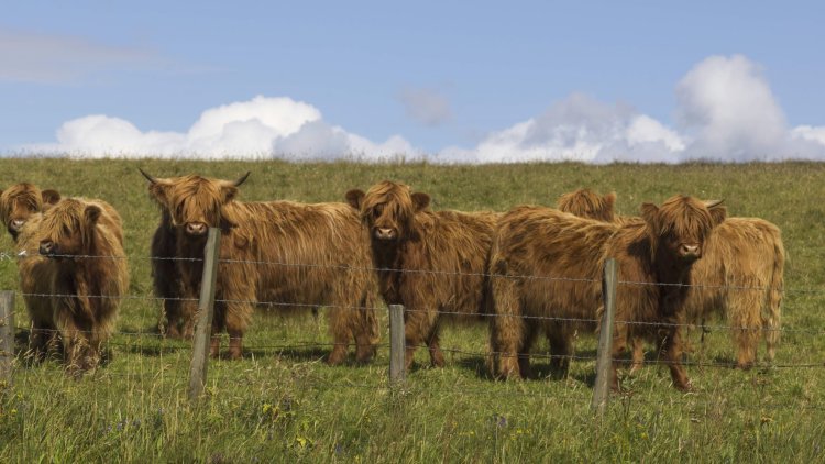 New trade deals will give farmers global opportunities, without compromising our food standards